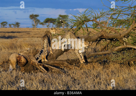 Gepard Wurf paart verspielte Erwachsene jungen Kletterbaum (Acinonyx Jubatus), Ndutu, Ngorongoro, Tansania Stockfoto