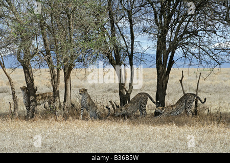 Gepard-Quartett, Weibchen mit drei Erwachsenen jungen (Acinonyx Jubatus) immer bereit zu jagen, Ndutu, Ngorongoro, Tansania Stockfoto