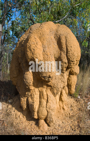 Termiten nisten in weit Nord-Queensland-Australien Stockfoto