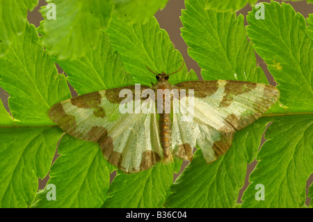 Getrübten Grenze Lomaspilis Marginata gefunden auf einem Farn Blatt in einem Waldgebiet mit Weiden und Pappeln Bäumen ruhen. Stockfoto