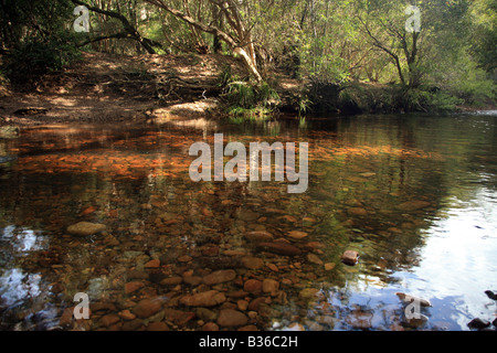 Kleiner Fluss im Budawang Nationalpark Stockfoto