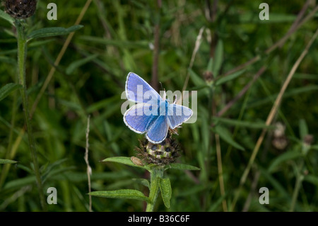 Männliche gemeinsame blaue Schmetterling Polyommatus Icarus. Stockfoto