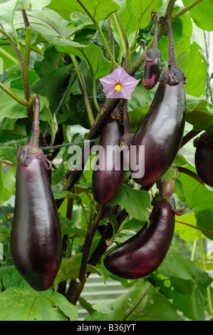 Hause angebaut Auberginen Aubergine Geldhersteller bereit für die Kommissionierung, wächst in einem Wintergarten UK August Stockfoto