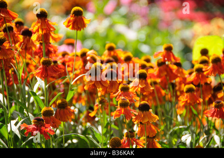 Helenium Moerheim Beauty Blüte im Sommer Garten Norfolk UK August Stockfoto