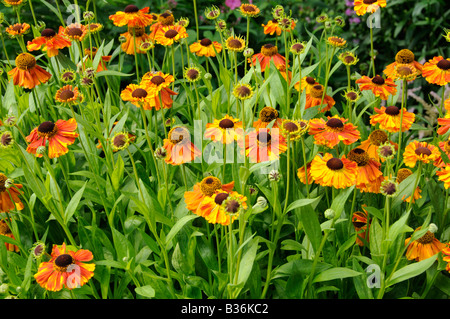 Helenium Moerheim Beauty Blüte im Sommer Garten Norfolk UK August Stockfoto