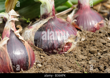 Nach Hause angebauten Maincrop Onions roter Baron auf Zuteilung reif für die Ernte von Norfolk UK August Stockfoto