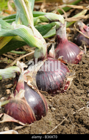 Nach Hause angebauten Maincrop Onions roter Baron auf Zuteilung reif für die Ernte von Norfolk UK August Stockfoto