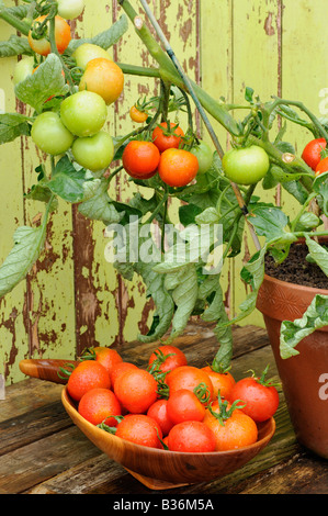 Tomaten Alicante außerhalb in Terrakotta Topf gegen Garten wächst mit Schale der reifen Frucht UK August vergossen Stockfoto