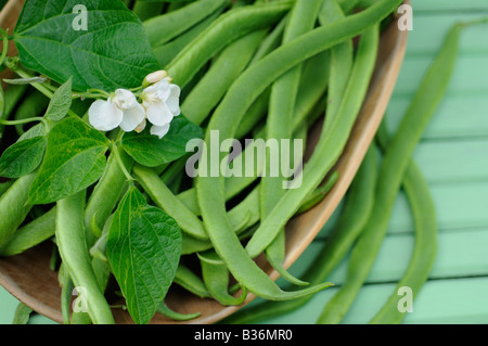 Nach Hause gewachsene Bio Stangenbohnen weiße Dame frisch gepflückt in Holzschale auf Gartenstuhl UK Juli Stockfoto