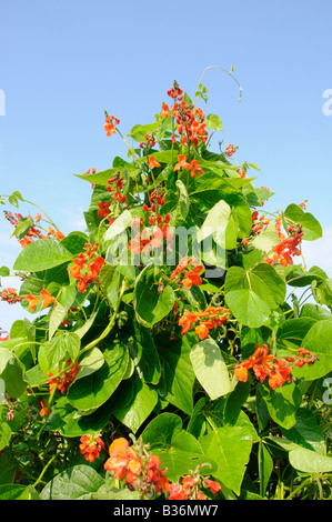 Haus gewachsen organischen Scarlet Runner Bohnen Polestar gesunde Pflanze in Blüte auf Zuckerrohr Wigwam Norfolk UK Juli Stockfoto