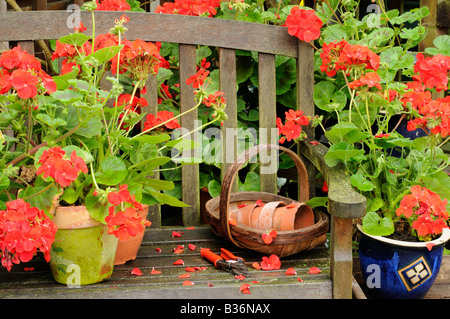 Garten-Sitzplatz im Sommer Arbor nach Regenfällen mit Geranien und Garten Artikel Norfolk UK August Stockfoto