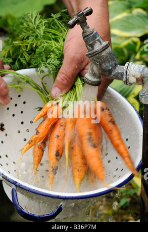 Gärtner, die selbst angebaute Bio-Karotten waschen frühen Nantes in Sieb im Garten Standrohr Norfolk UK August