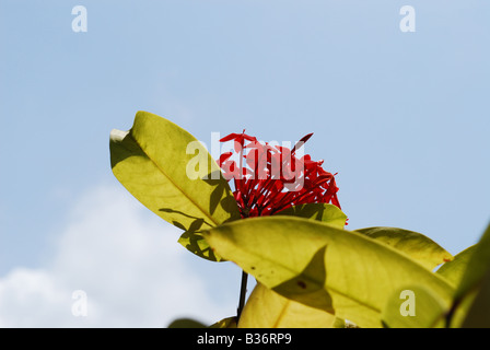 Eine rote Ixora-Pflanze mit Blume mit blauen Himmel im Hintergrund Stockfoto