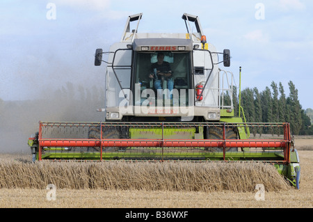 CLAAS Lexion 450 kombinieren Harvester schneiden Weizen in Kent, england Stockfoto