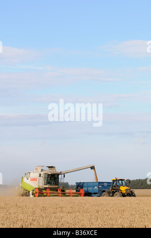 CLAAS Lexion 450 kombinieren Harvester schneiden Weizen in Kent England mit Traktor Stockfoto