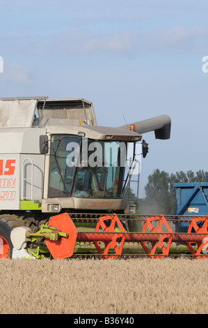 CLAAS Lexion 450 kombinieren Harvester schneiden Weizen in Kent England mit Traktor Stockfoto