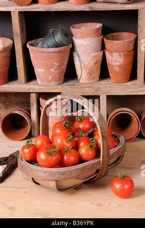 Frisch gepflückt selbst angebaute Tomaten in Trug im rustikalen Potting Shed-Einstellung Stockfoto