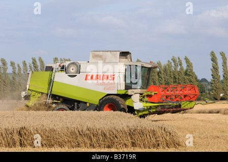 CLAAS Lexion 450 kombinieren Harvester schneiden Weizen in Kent, england Stockfoto