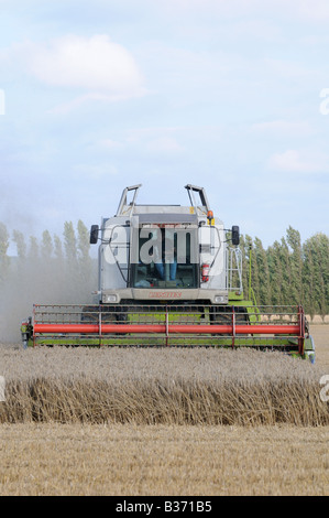 CLAAS Lexion 450 kombinieren Harvester schneiden Weizen in Kent, england Stockfoto