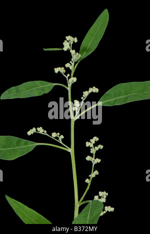 Fette Henne Chenopodium Album Blume Stockfoto