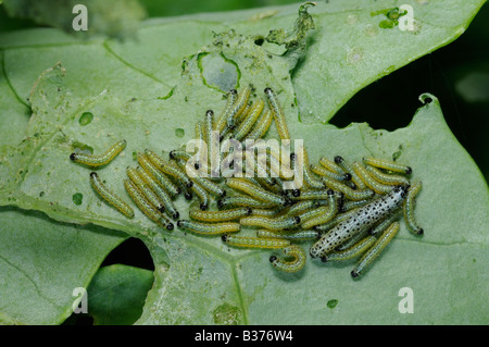 Raupen an Kohl oder großen weißen Schmetterling Pieris Brassicae auf Kohl Pflanzen Norfolk Uk August Stockfoto