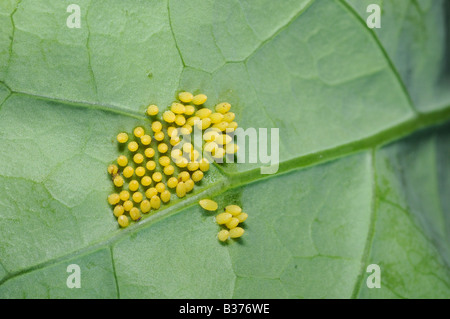 Eiern von Kohl oder großen weißen Schmetterling Pieris Brassicae auf Kohl Pflanzen Norfolk Uk August Stockfoto