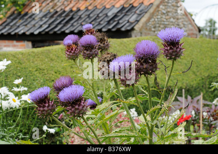 Disteln gewachsen für dekorative Wirkung in einem Cottage Garten Norfolk UK August Stockfoto