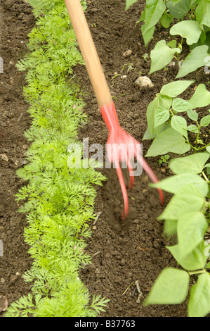 Mit Hilfe einer Hand Grubber bis Boden zwischen Karotten Nanco Französisch Bohnen Pongo in ein kleines Gemüse Uk August Plotten Stockfoto