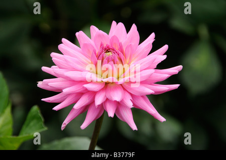 Dahlie Pipers rosa Blüte im Sommer Königreich Juli Stockfoto