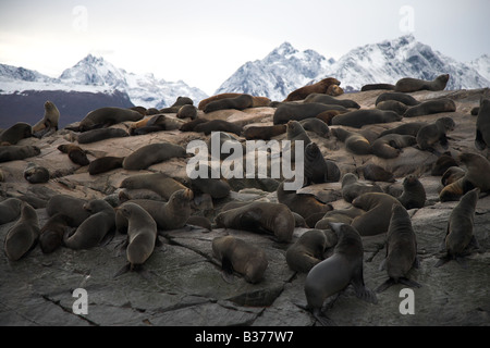 Seelöwen im Beagle-Kanal, in der Nähe von Ushuaia, in Patagonien, Argentinien. Stockfoto