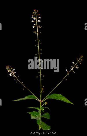 Verzauberer Nachtschatten circaes Lutetiana blühende Pflanze Stockfoto