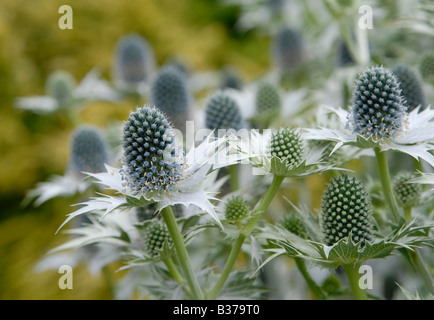 Ein Büschel von Eryngium Giganteum, 'Miss Willmott Ghost', Pflanzen in einem englischen Garten im Sommer. Stockfoto