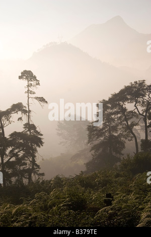 Am frühen Morgennebel über den Nilgiri Hills von Kerala, Indien. Stockfoto