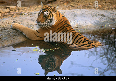 Royal Bengal Tiger Machali Kühlung im Ranthambore Tiger Reserve. (Panthera Tigris) Stockfoto