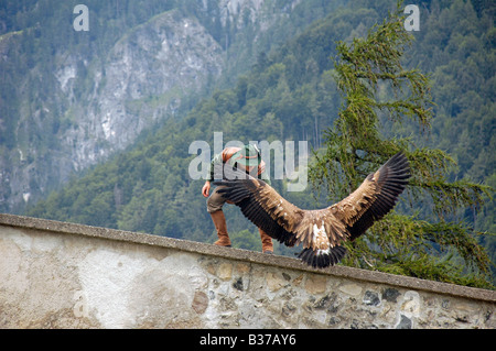 Österreich County of Salzburg Hohenwerfen Burg Birds Of Prey Show Falkner mit einem Griffon Geier Stockfoto