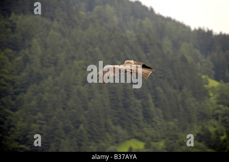 Österreich County von Salzburg Hohenwerfen Burg Birds Of Prey zeigen Geier im Flug Stockfoto
