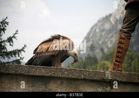 Österreich County of Salzburg Hohenwerfen Burg Birds Of Prey Show Falkner mit einem Griffon Geier Stockfoto