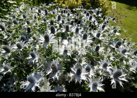 Ein Büschel von Eryngium Giganteum, 'Miss Willmott Ghost', Pflanzen in einem englischen Garten im Sommer. Stockfoto