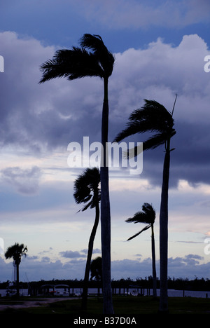 Palmen wiegen sich im Wind während der Tropensturm Fay SW Florida Stockfoto