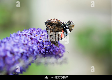 Red Admiral Schmetterling auf Buddleja in einem englischen Garten. UK
