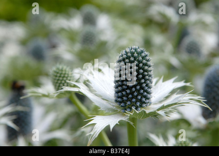 Ein Büschel von Eryngium Giganteum, 'Miss Willmott Ghost', Pflanzen in einem englischen Garten im Sommer. Stockfoto