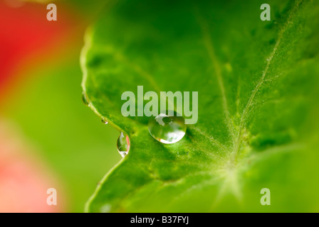 Wassertropfen auf einem Blatt Stockfoto