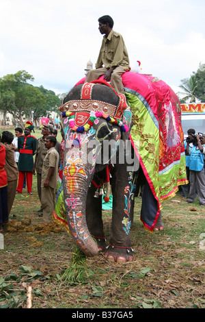 Ein Elefant ist Fad vor der Dasara Feierlichkeiten in Mysore, Indien. Stockfoto
