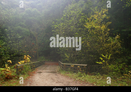 Einsame Straße, über die Brücke und in den nebligen Wald. Stockfoto