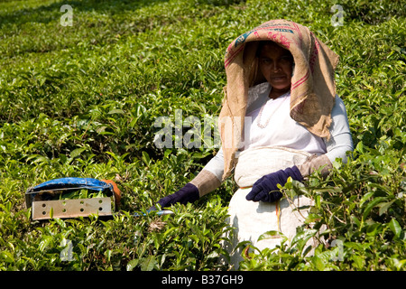 Eine Frau nimmt Tee in den Nilgiri Hills von Kerala, Indien. Stockfoto