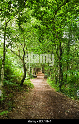 Waldweg durch die wunderschönen verzauberten Wälder mit alten Bäumen im Broceliande Forest, Ille et Vilaine, Bretagne, Frankreich, Europa Stockfoto