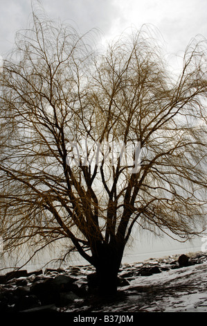 Weide am Ufer des Lake Erie Cleveland, oh, Usa Stockfoto