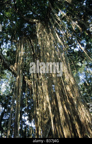 Feigenbaum (Ficus sp) mit aerialroots, Monkey Forest Sanctuary (Padang Tegal), Ubud, Bali, Indonesien, Asien Stockfoto