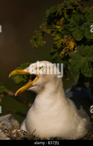 Silbermöwe "Larus Argentatus'on Nest Bass Felsen vor der Küste Schottlands. Stockfoto