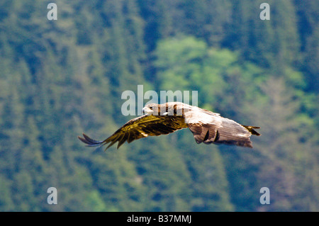 Juvenile Weißkopfseeadler steigt über Olympic Nationalpark Washington Stockfoto